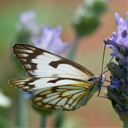 Mélange de fleurs pour papillons