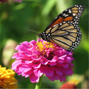 Mélange de fleurs pour papillons