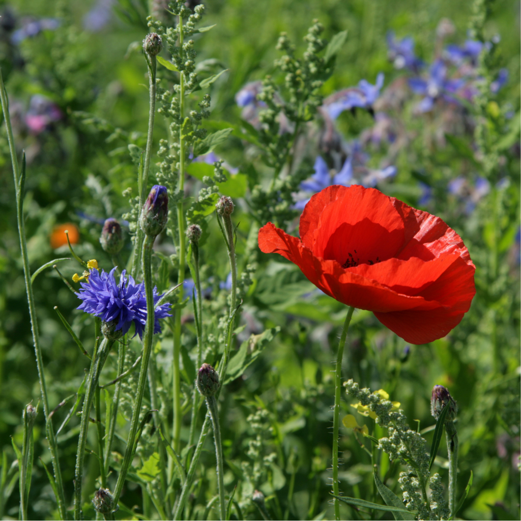 Mélange de Fleurs Indigènes, Merveille Estivale