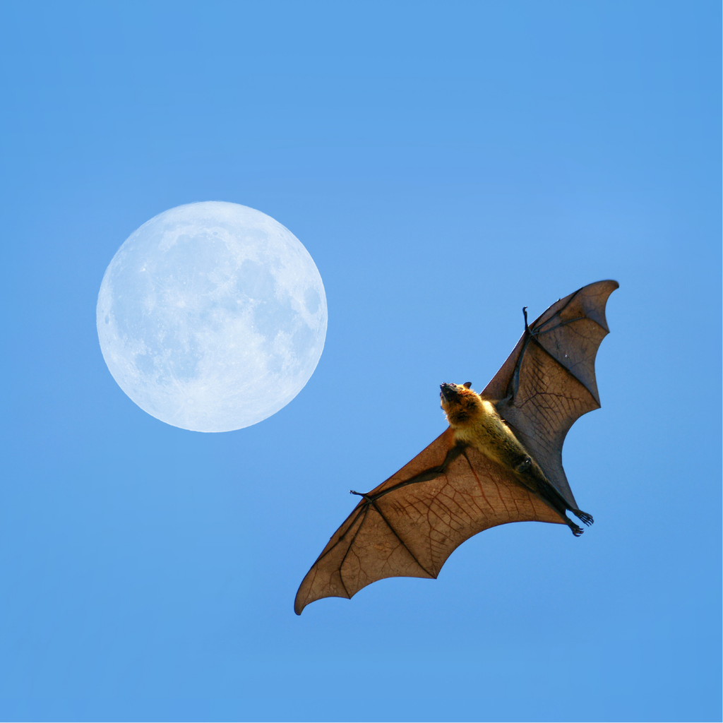 Mélange de fleurs pour les chauves-souris