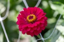 Zinnia, Simple mélange Sélection Z (plante annuelle)