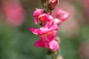 Muflier (Gueule de loup), Mélange (Plante annuelle ou bisannuelle)