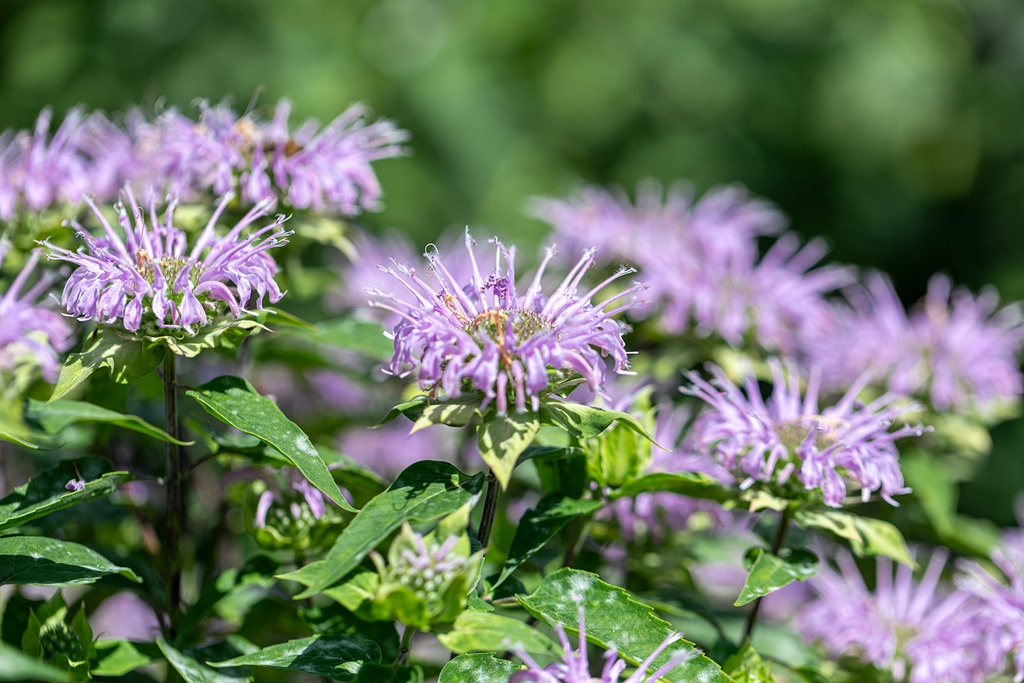 Monarde fistuleuse (Bergamote) (Vivace)