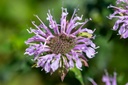 Monarde fistuleuse (Bergamote) (Vivace)
