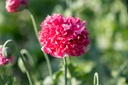 Pavot, Boule rouge de Saint-Martin