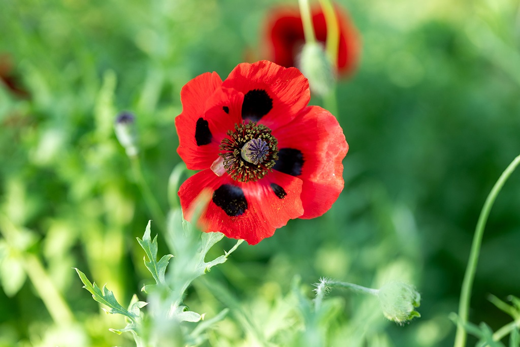 Coquelicot, Coccinelle (Pierrot) (annuelle)