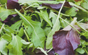 Légumes Asiatiques, Mesclun Picantissimo