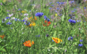 Einheimische Blumenmischung "Sommerwunder"