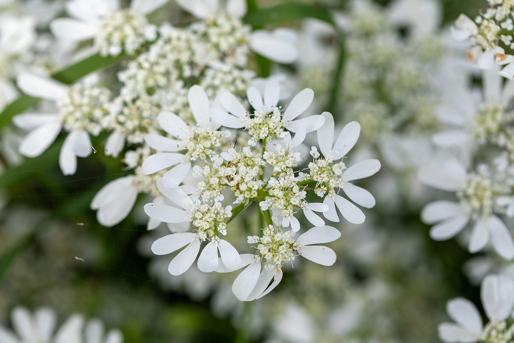 Orlaya Grandiflora