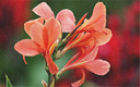 La canna d'India, Arancione