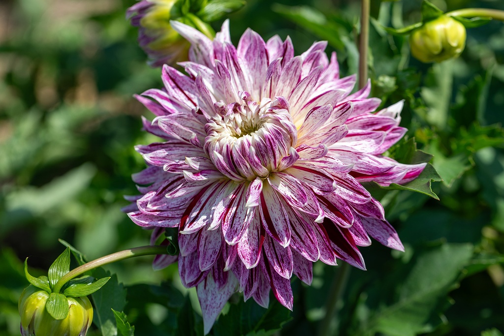 Dahlie, Avignon
