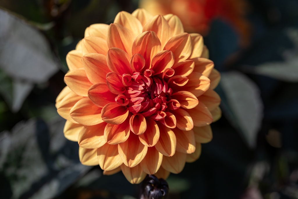 Dalia, David Howard