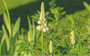 Gründüngung, Lupine