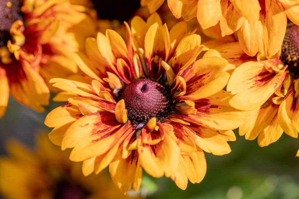 Rudbeckia nain, Mélange de Soleil