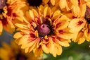 Zwerg-Rudbeckie, Sonnen-Mix