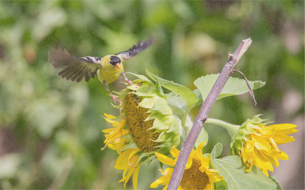Mélange pour les oiseaux