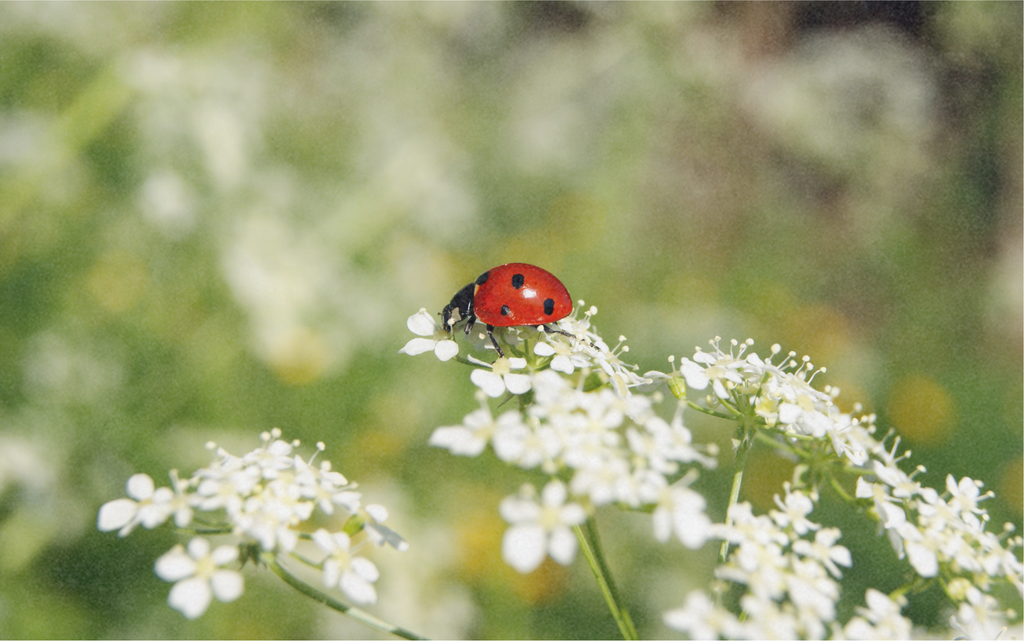 Flower mix for Lady Bugs