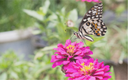 Blumenmischung für Schmetterlinge