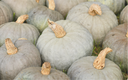 Zucca, Blue Ballet