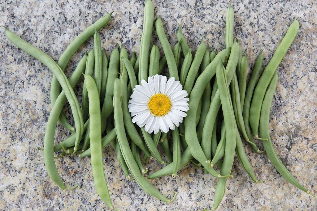 Haricot à Rames, Juillet