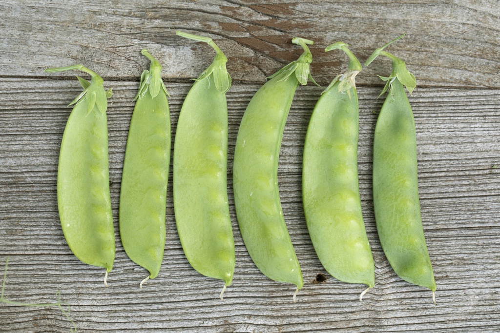 Pois Mangetout, Oregon