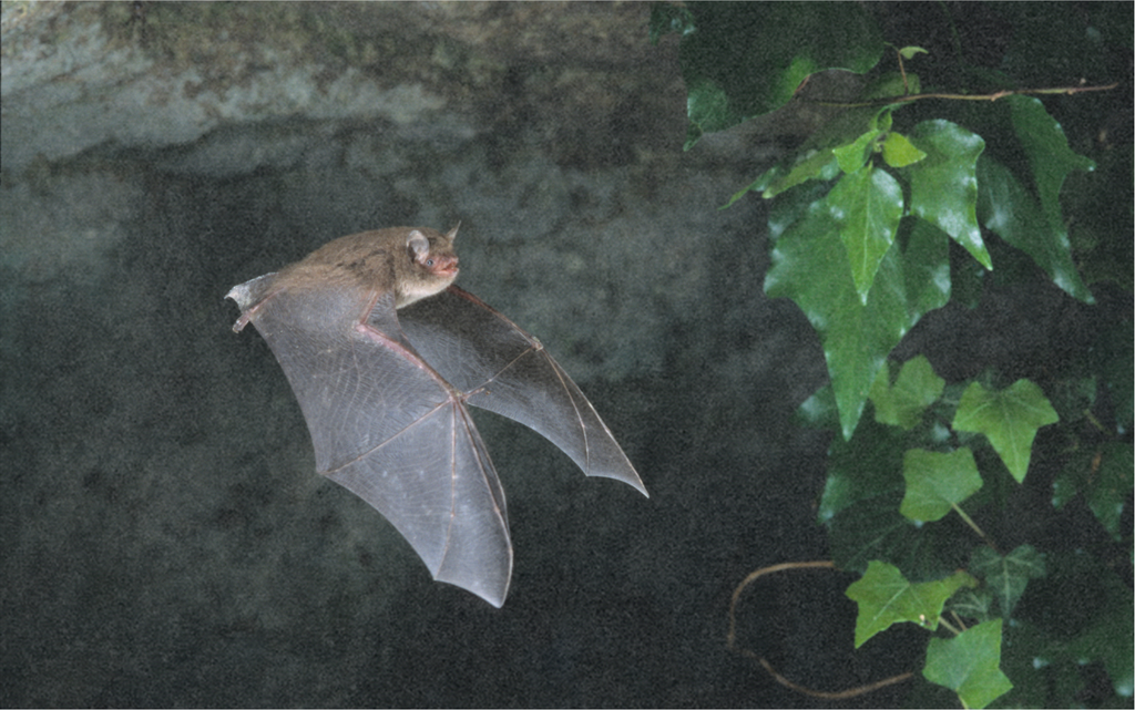 Mélange de fleurs pour les chauves-souris