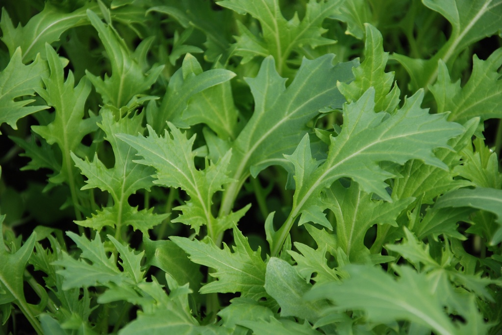Légume Asiatique, Mizuna 'Vert'