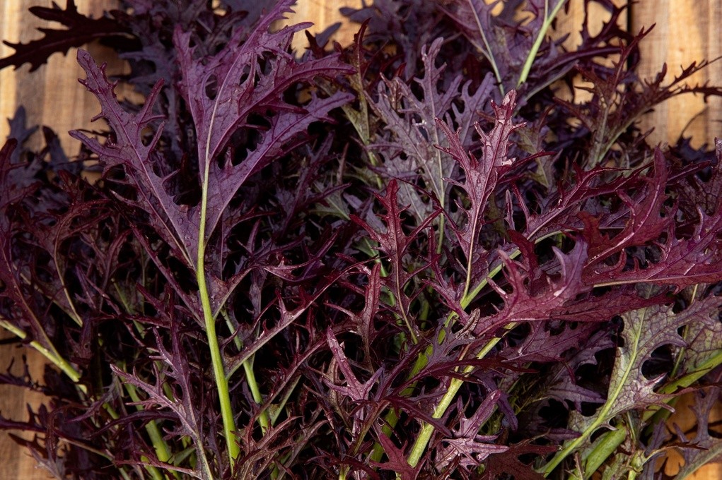 Verdura asiatica, Senape 'Filigrana Rossa'