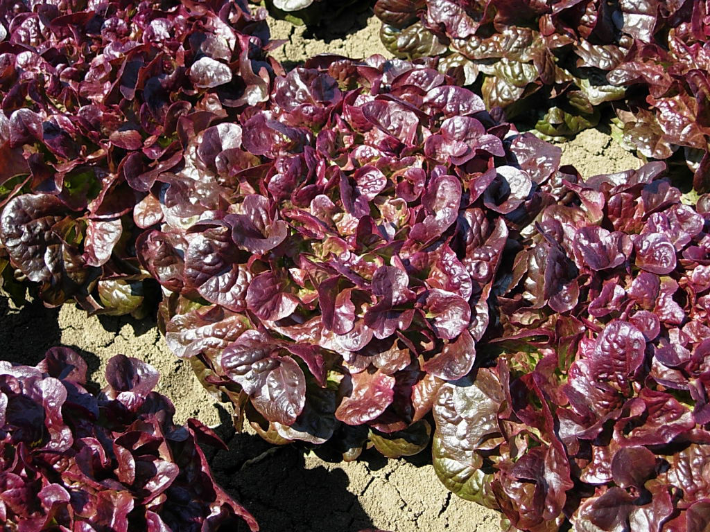 Laitue Feuille de Chêne, Renarde