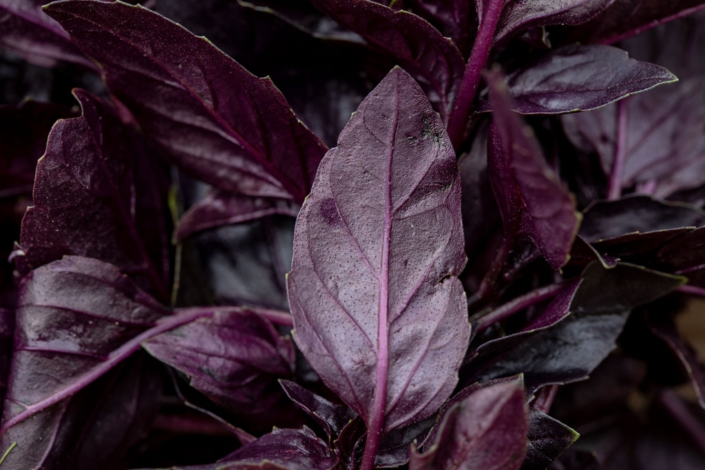 Basil, Opal (annual)