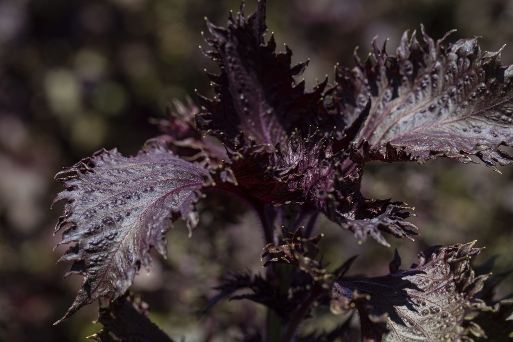 Shiso, Pourpre