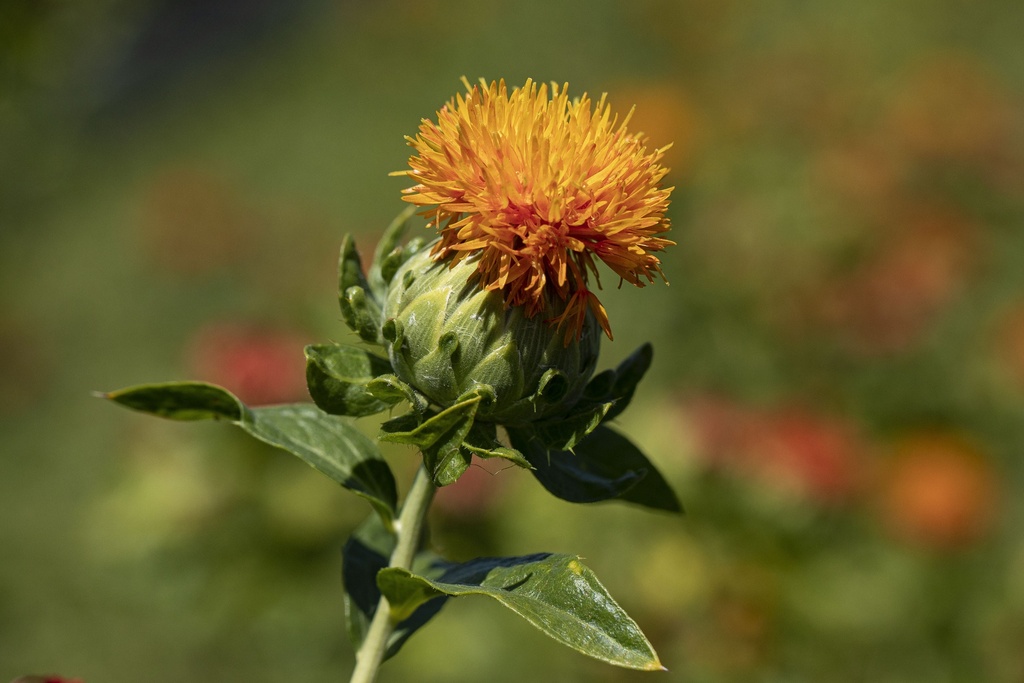 Färberdiestel (Saflor), Orange (einjährig)