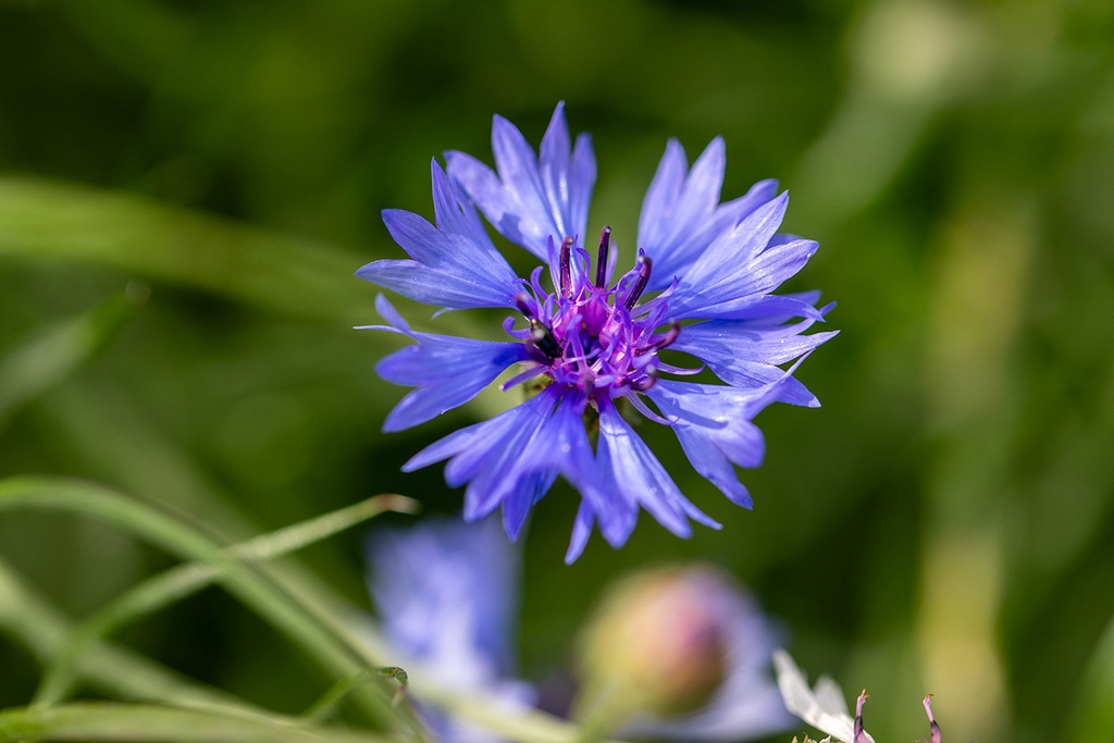 Bleuet