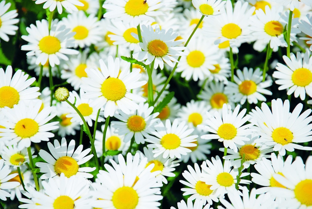 Grande Marguerite