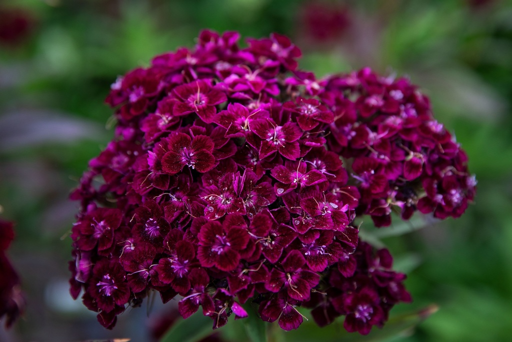 Sweet William, Violet foncé