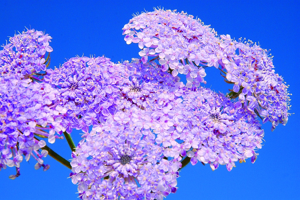 Didiscus, Bleu Lavande