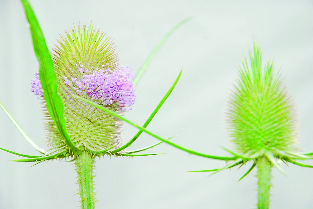 Scabiosa selvaggia (da uno a due anni pianta selvatica)