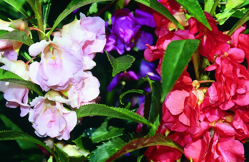 Balsam, Mixed