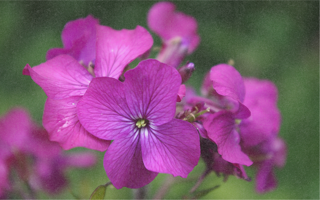 Mondviole (Judassilberling) (zweijährig)