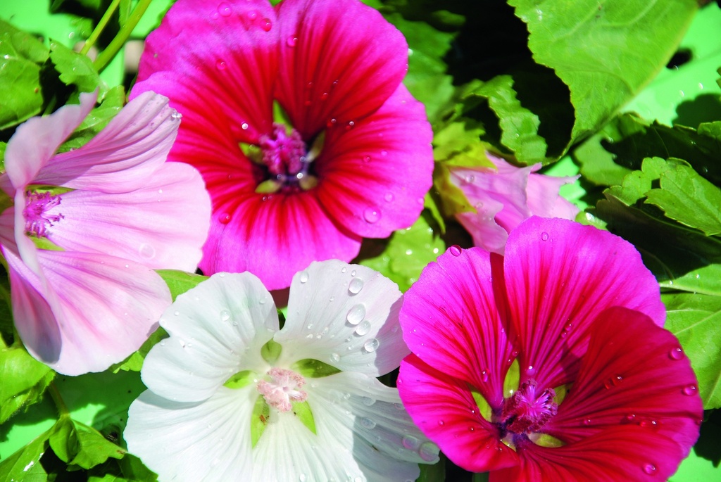 Malope, Mélange