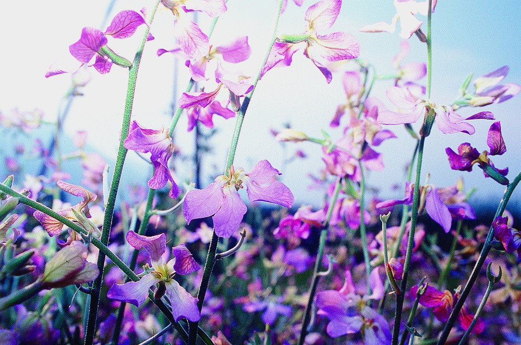Abendlevkoje (Matthiola), Wohlriechende