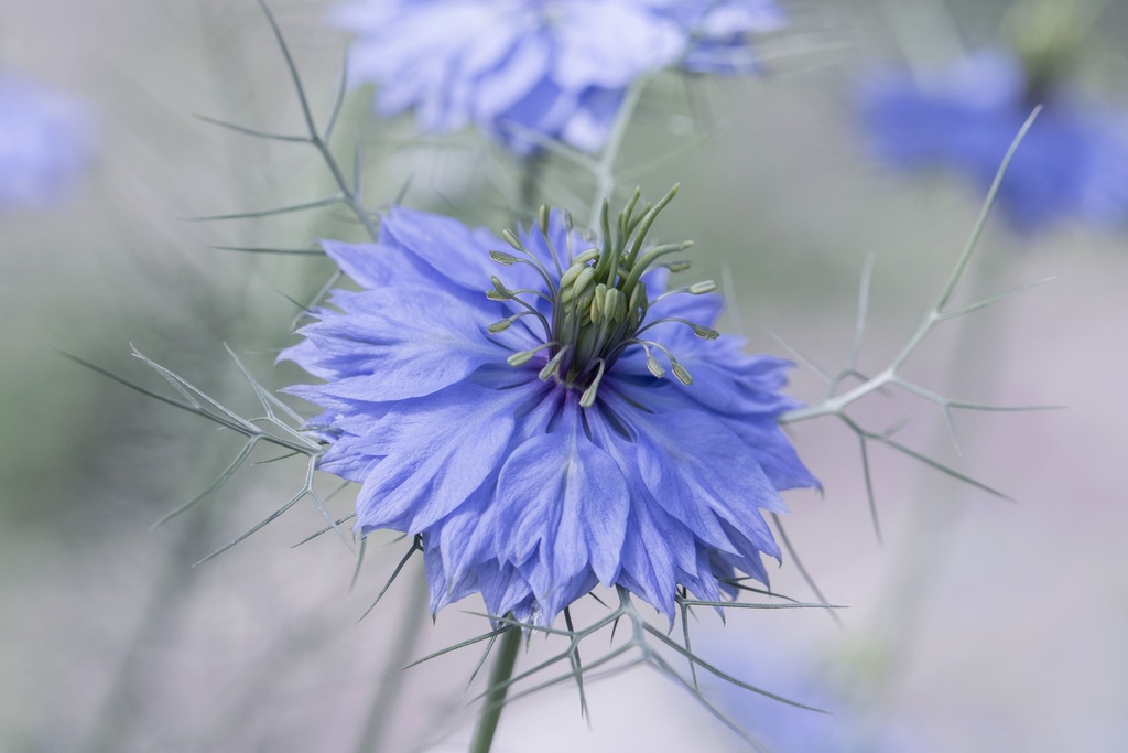 Nigelle de Damas, Bleue