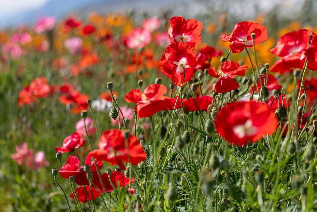 Coquelicot, Pure Soie