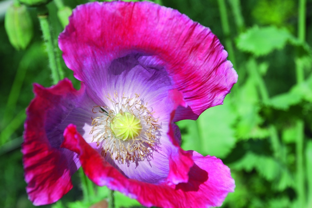Pavot, Mélange Pastel