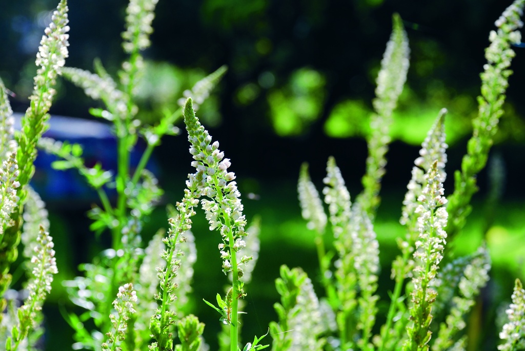 Reseda, Weisse (einjährig)