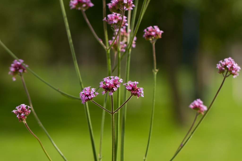 Verveine de Buenos-aires