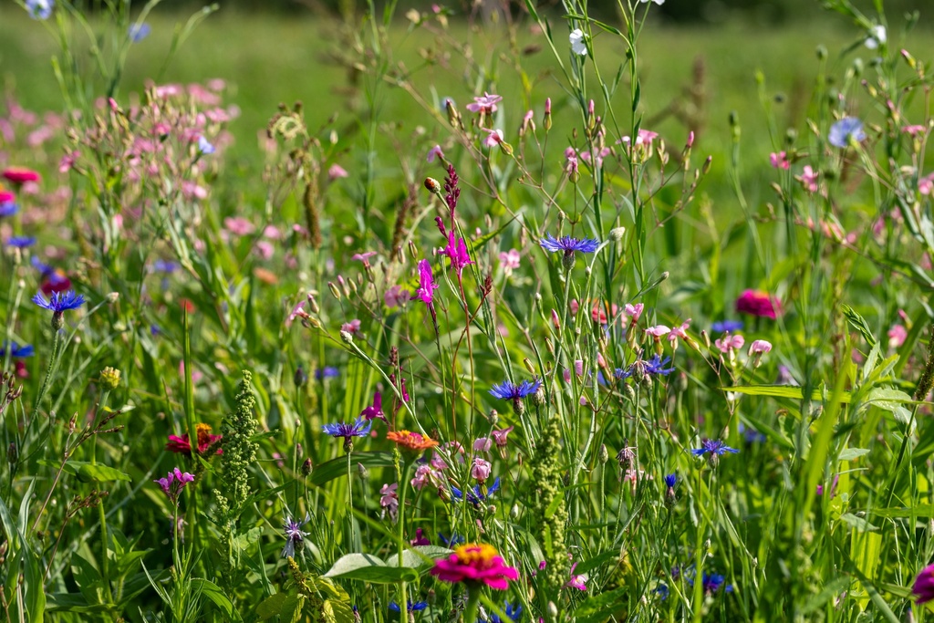 Miscela di Fiori, Tappeti di Qom (perenne)