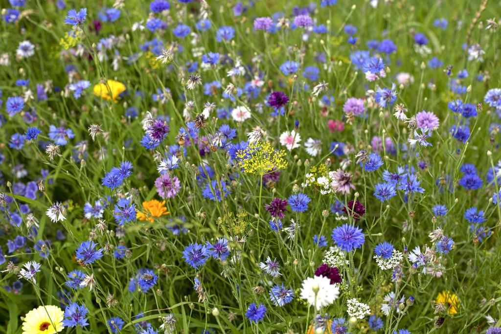 Mélange de Fleurs Annuel, Paradis des Abeilles