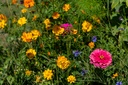 Mélange de Fleurs à Couper, Lettre d'Amour