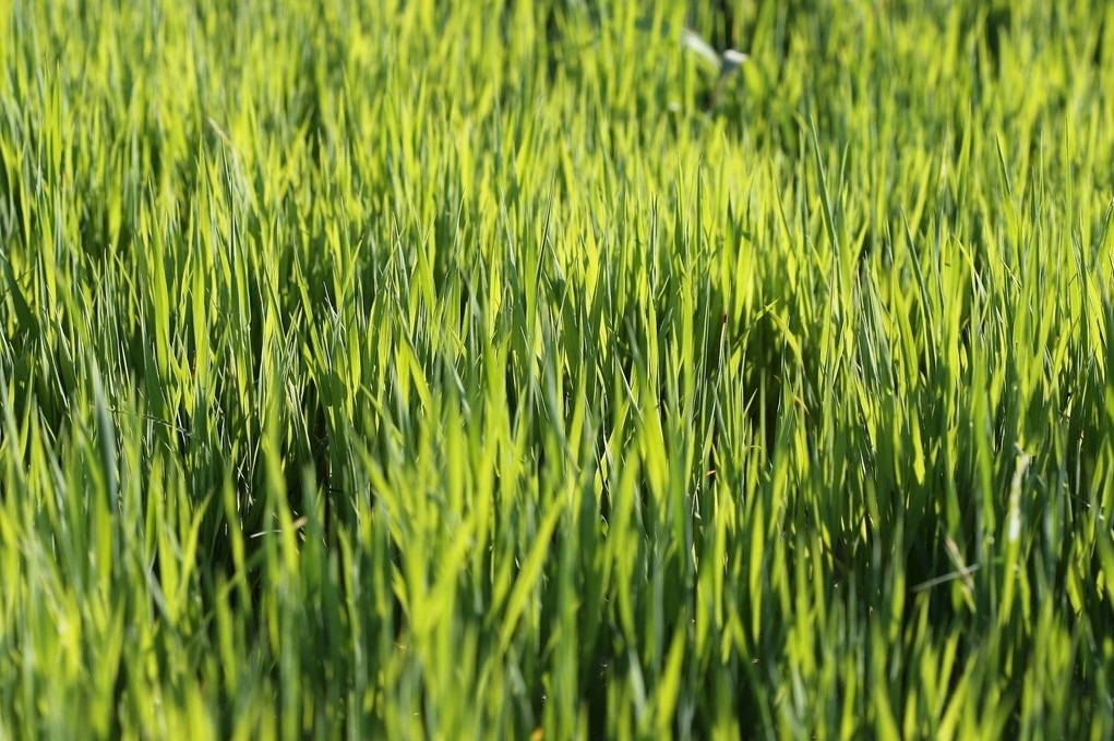 Engrais Vert, Némato-stop